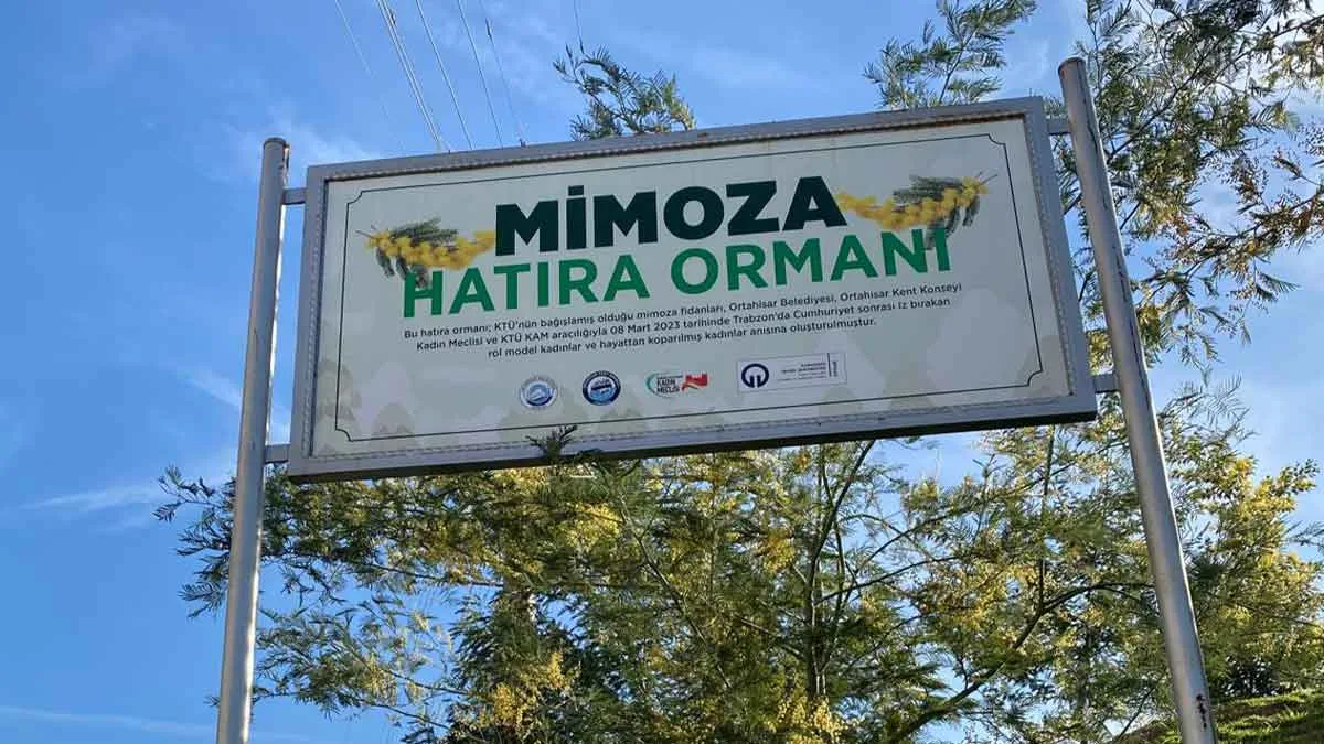 Trabzon’da öldürülen kadınların anısına dikilen mimoza fidanları çiçek açtı.