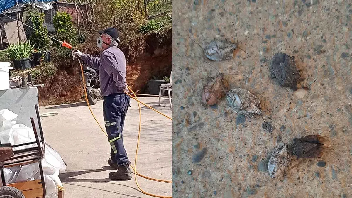 Trabzon’da kokarca zararlısına karşı ilaçlama çalışmaları başladı.