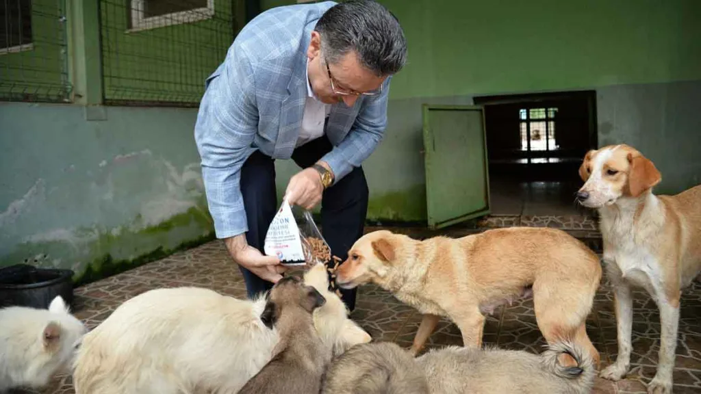 Trabzon Hayvan Bakımevi’nde sahiplendirilmeyi bekleyen köpekler ve mama üretim tesisinden bir görüntü.