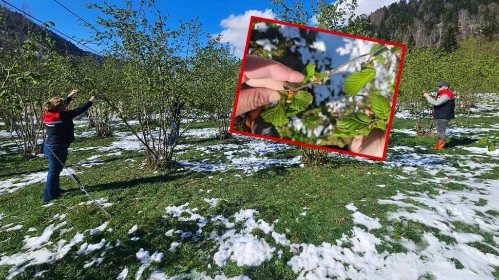 Trabzon’da fındık bahçelerinde don hasarı tespit edildi, üreticilere dikkatli olmaları uyarısı yapıldı