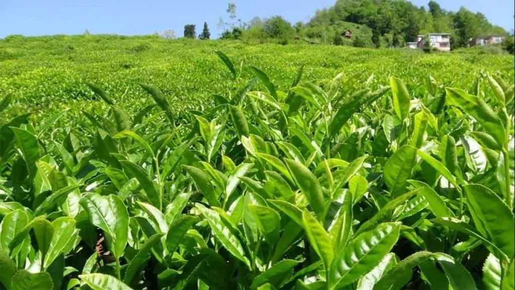 CHP Trabzon Milletvekili Sibel Suiçmez, 2025 yılı yaş çay fiyatlarının hala açıklanmamasına tepki gösterdi.