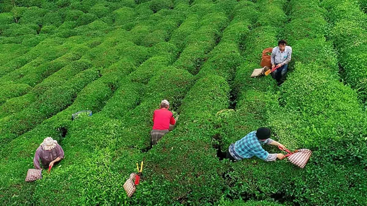 2025 yılı yaş çay fiyatı açıklandı!
