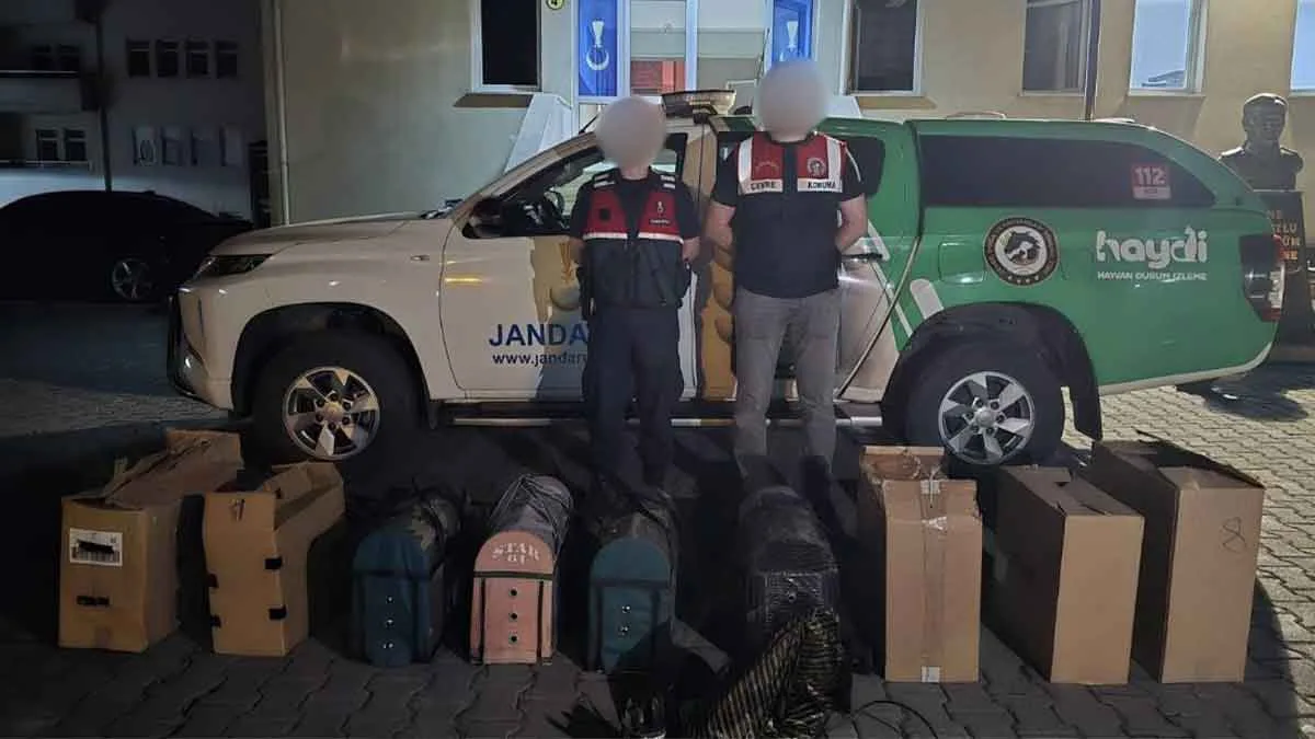Trabzon’da horoz dövüşüne baskın yapıldı