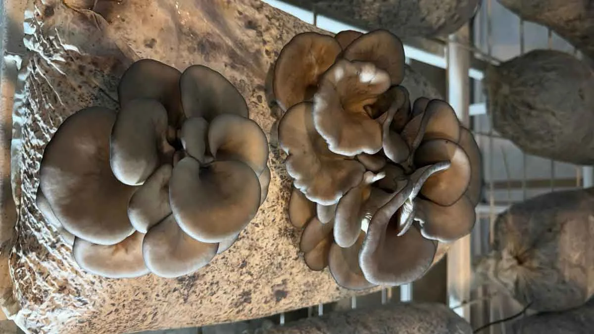 En-Mutlu-Köy’de-istiridye-mantarı-üretimi-başladı