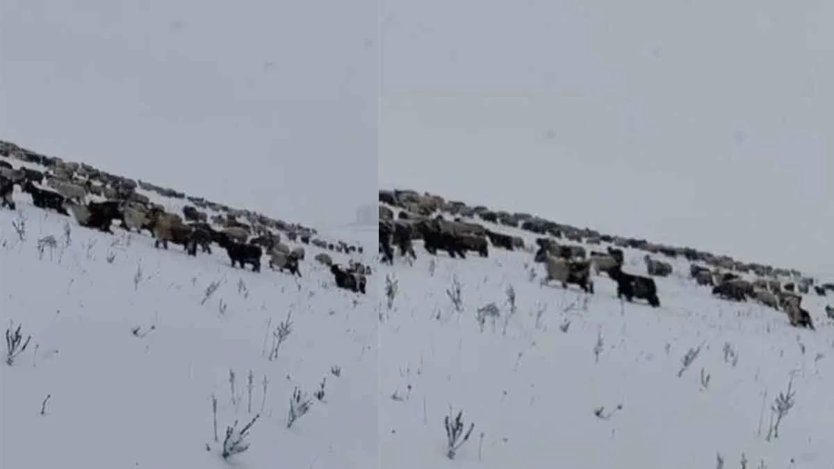 Trabzon’da-koyun-sürüsü-karlı-yaylada-zor-anlar-yaşadı