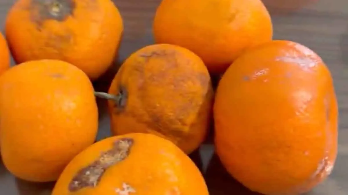 Curuk-mandalina-haberi