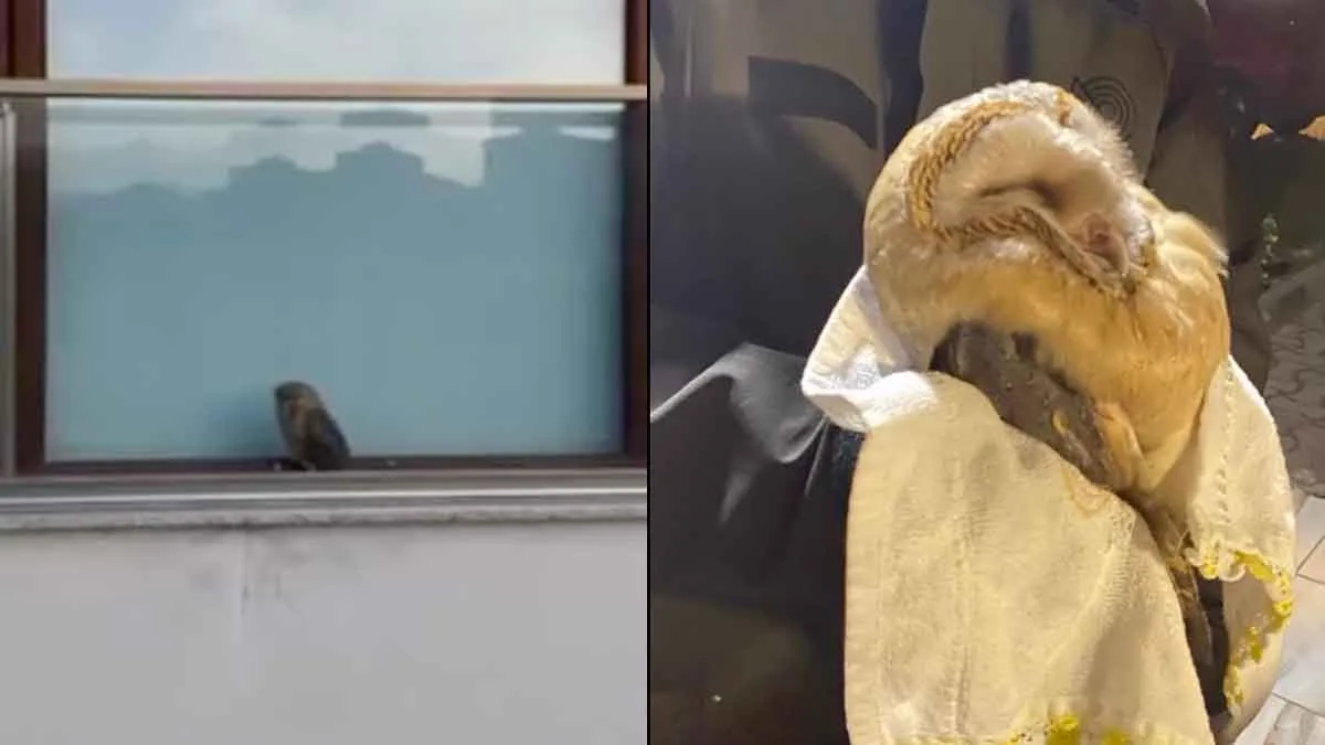 Trabzon’da-baykuş-evin-balkonuna-sıkıştı