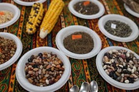 Ata-Tohum-Takas-Şenliği