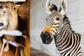 Trabzon-Limanı’nda-aslan-ve-Nil-timsahı-ele-geçirildi