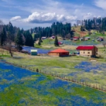 trabzon-kadiralak-yaylası